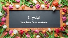  Presentation with school anniversary - Beautiful presentation featuring school anniversary - colorful tulips arranged as frame backdrop and a gray colored foreground