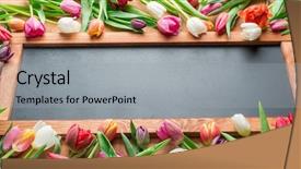  Presentation with colorful first birthday frame - Colorful presentation enhanced with school anniversary - colorful tulips arranged as frame backdrop and a light gray colored foreground