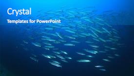  Presentation with fish ocean - Audience pleasing PPT layouts consisting of school barracuda fish in ocean backdrop and a gray colored foreground