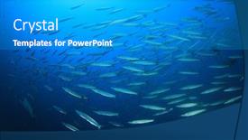  Presentation with fish ocean - Slide set with school barracuda fish in ocean background and a light gray colored foreground