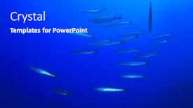  Presentation with fish ocean - Amazing theme having school barracuda fish ocean backdrop and a dark gray colored foreground