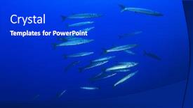  Presentation with fish ocean - Amazing PPT theme having school barracuda fish ocean backdrop and a dark gray colored foreground