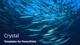  Presentation with school - Amazing slides having school-barracuda-fish and a  colored foreground