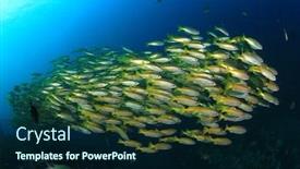  Presentation with school - PPT theme consisting of school bigeye snapper fish background and a navy blue colored foreground