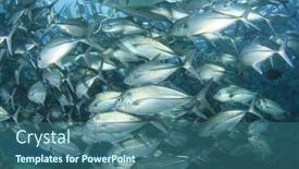  Presentation with school - Slide deck having school-bigeye-trevally-fish-jackfish background and a ocean colored foreground