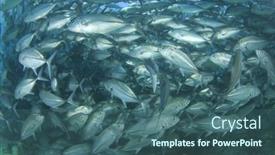  Presentation with school - Slide deck featuring school-bigeye-trevally-fish-jackfish background and a ocean colored foreground