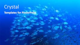  Presentation with school - Audience pleasing PPT layouts consisting of school-bigeye-trevally-fish-jacks backdrop and a gray colored foreground
