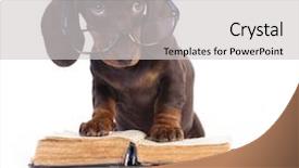  Presentation with book glasses - Slide deck enhanced with dachshundr in glasses and book background and a light gray colored foreground