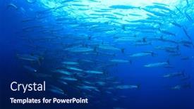  Presentation with fish - Colorful presentation design enhanced with school chevron barracuda fish backdrop and a navy blue colored foreground