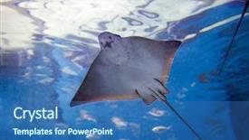  Presentation with free school - Slide set having school climate - stingray fishes swimming free background and a ocean colored foreground