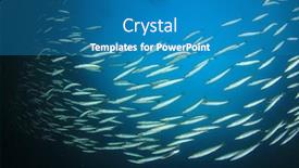  Presentation with juvenile - Colorful slide set enhanced with school juvenile yellowtail barracuda fish fish shoal in ocean silver fish underwater backdrop and a teal colored foreground