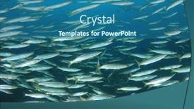  Presentation with juvenile - Amazing slide set having school juvenile yellowtail barracuda fish fish shoal in ocean silver fish underwater backdrop and a ocean colored foreground