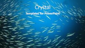  Presentation with juvenile - Presentation design featuring school juvenile yellowtail barracuda fish fish shoal in ocean silver fish underwater background and a teal colored foreground