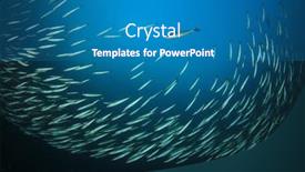  Presentation with juvenile - Beautiful PPT layouts featuring school juvenile yellowtail barracuda fish fish shoal in ocean silver fish underwater backdrop and a teal colored foreground