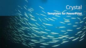  Presentation with juvenile - PPT layouts having school juvenile yellowtail barracuda fish fish shoal in ocean silver fish underwater background and a teal colored foreground