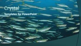  Presentation with juvenile - Colorful presentation design enhanced with school juvenile yellowtail barracuda fish fish shoal in ocean silver fish underwater backdrop and a ocean colored foreground