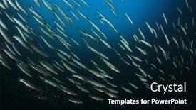  Presentation with juvenile - Presentation design featuring school juvenile yellowtail barracuda fish fish shoal in ocean silver fish underwater background and a black colored foreground