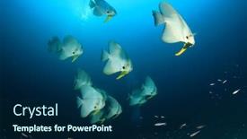  Presentation with school - Cool new PPT theme with school longfin spadefish batfish fish in sea backdrop and a navy blue colored foreground