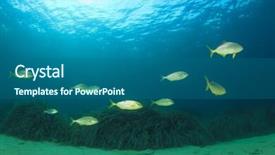  Presentation with mediterranean - Beautiful presentation featuring school of amberjack fish backdrop and a ocean colored foreground