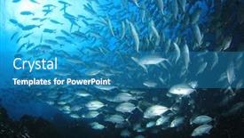  Presentation with school - Slides with school-of-bigeye-trevally-fish background and a teal colored foreground