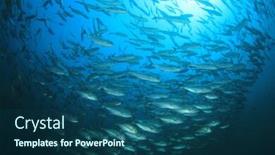  Presentation with school - Colorful theme enhanced with school-of-bigeye-trevally-fish backdrop and a ocean colored foreground