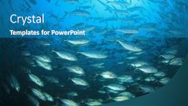  Presentation with school - PPT theme having school-of-bigeye-trevally-fish background and a teal colored foreground