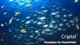  Presentation with fish ocean - 