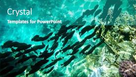  Presentation with tropical reef fish - Slide deck with school-of-black-tropical-fish background and a teal colored foreground