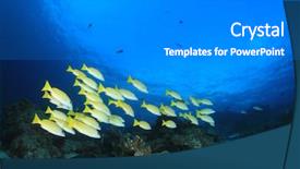  Presentation with school and community - Cool new slide deck with school of bluelined snapper fish backdrop and a  colored foreground