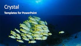  Presentation with bullying in school - Slide set featuring school of bluelined snapper fish background and a  colored foreground