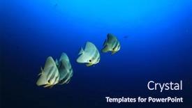  Presentation with school - Presentation having school-of-fish-batfish-spadefish background and a navy blue colored foreground