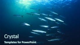  Presentation with tuna fish underwater in ocean - Presentation design enhanced with school of fish blackfin barracudas background and a  colored foreground