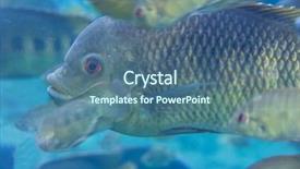  Presentation with nyu school - Theme with school of fish close up background and a  colored foreground