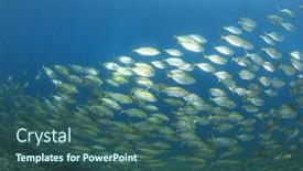  Presentation with fish ocean - Audience pleasing theme consisting of school-of-fish-in-blue backdrop and a ocean colored foreground