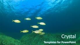  Presentation with fish ocean - Slide set enhanced with fish in ocean amberjack background and a ocean colored foreground