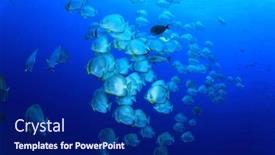  Presentation with shark - Presentation with school of fish longfin spadefish platax teira at shark reef red sea egypt background and a navy blue colored foreground