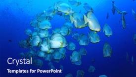  Presentation with shark - Colorful presentation theme enhanced with school of fish longfin spadefish platax teira at shark reef red sea egypt backdrop and a navy blue colored foreground