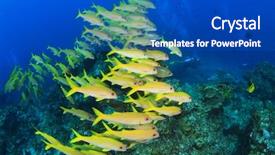  Presentation with tuna fish underwater in ocean - Colorful theme enhanced with school of fish on coral backdrop and a cobalt blue colored foreground