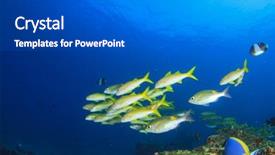  Presentation with fish ocean - Presentation theme enhanced with school-of-fish-on-coral background and a dark gray colored foreground