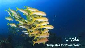  Presentation with fish ocean - Audience pleasing PPT theme consisting of school-of-fish-on-coral backdrop and a navy blue colored foreground