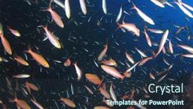  Presentation with fish ocean - Beautiful presentation theme featuring school of fish on underwater ocean coral reef backdrop and a tawny brown colored foreground