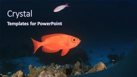  Presentation with fish ocean - PPT theme with school of fish on underwater ocean coral reef background and a navy blue colored foreground