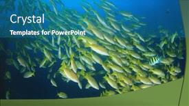  Presentation with fish ocean - Colorful slides enhanced with school of fish on underwater ocean coral reef backdrop and a teal colored foreground