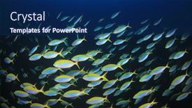  Presentation with fish ocean - Theme consisting of school of fish on underwater ocean coral reef background and a navy blue colored foreground