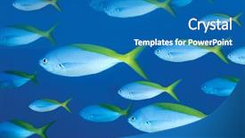  Presentation with swimming - Cool new slide set with school-of-fusilier-swimming backdrop and a teal colored foreground