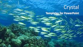  Presentation with coral reef - Theme enhanced with school-of-goatfish-on-coral background and a teal colored foreground