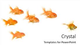  Presentation with school bullying - Amazing slides having school of goldfish in front backdrop and a white colored foreground