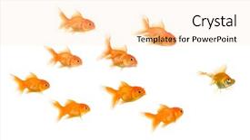  Presentation with school bullying - Theme consisting of school of goldfish in front background and a lemonade colored foreground