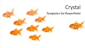  Presentation with school bullying - Colorful theme enhanced with school of goldfish in front backdrop and a white colored foreground