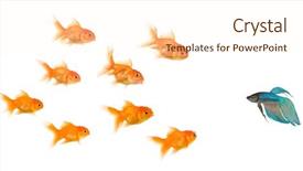  Presentation with solidarity - PPT theme having school of goldfish in front background and a cream colored foreground